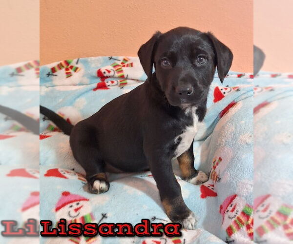 Medium Photo #1 Australian Shepherd-Unknown Mix Puppy For Sale in House Springs, MO, USA