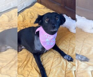 Cola - Female Labrador Retriever-Unknown Mix Dog for Adoption - Photo #7
