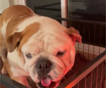 Small Photo #1 English Bulldog Puppy For Sale in CHARLESTON, SC, USA