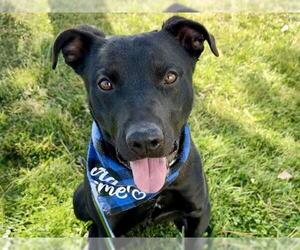 American Pit Bull Terrier-Labrador Retriever Mix Dogs for adoption in Pueblo, CO, USA