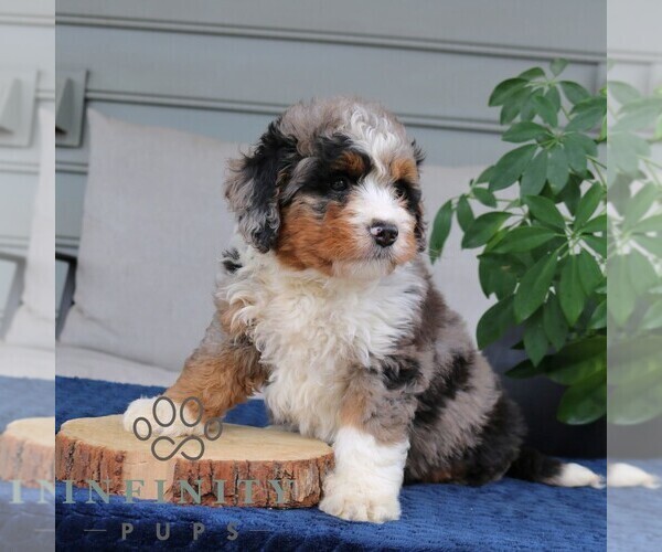 Medium Photo #2 Bernedoodle (Miniature) Puppy For Sale in NARVON, PA, USA
