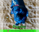 Small #2 Pug