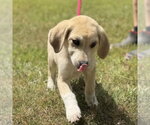 Small #2 Labrador Retriever