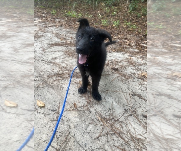 View Ad German Shepherd Dog Puppy for Sale near North Carolina, CASTLE