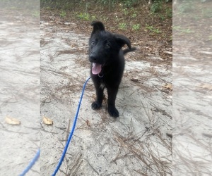 German Shepherd Dog Puppy for sale in CASTLE HAYNE, NC, USA