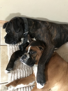 Medium Photo #1 Boxer Puppy For Sale in KILKENNY, MN, USA