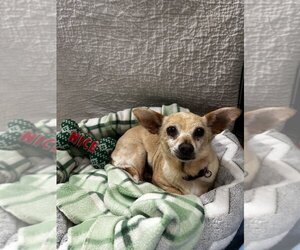 Chihuahua Dogs for adoption in W Hollywood, CA, USA