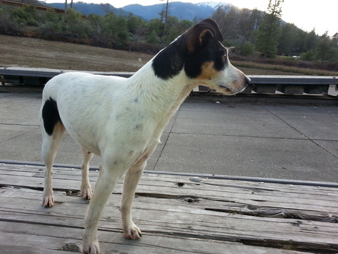 Medium Photo #1 Jack Russell Terrier Puppy For Sale in REDDING, CA, USA