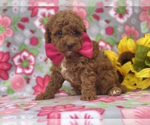 Poodle (Toy) Puppy for sale in LANCASTER, PA, USA