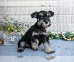 Small #1 Schnauzer (Miniature)
