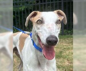 Greyhound Dogs for adoption in Cherry Hill, NJ, USA