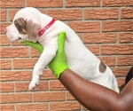 Small Photo #2 American Bully Puppy For Sale in WALTERBORO, SC, USA