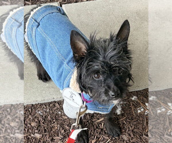 Medium Photo #11 Mutt Puppy For Sale in Oak Bluffs, MA, USA