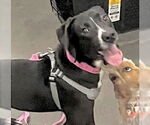 Small #4 Labrador Retriever Mix
