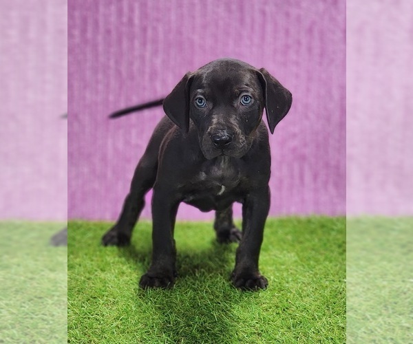 Medium Photo #2 Catahoula Leopard Dog Puppy For Sale in CUMBY, TX, USA