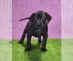 Small #1 Catahoula Leopard Dog