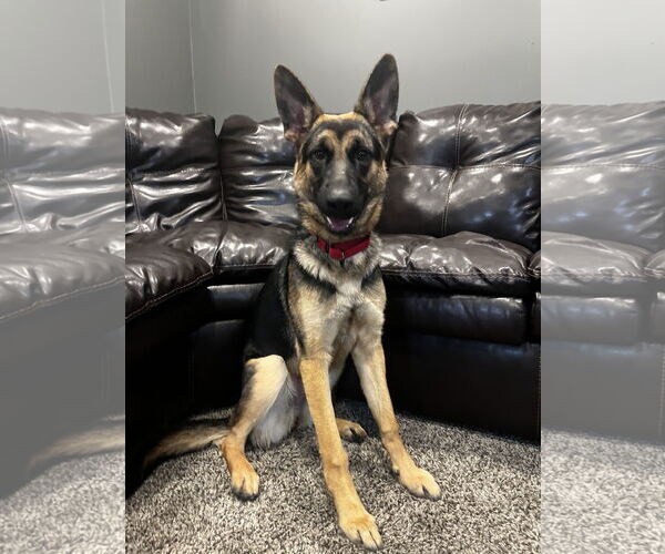 Medium Photo #6 German Shepherd Dog-Unknown Mix Puppy For Sale in Princeton, MN, USA