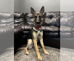 Small #5 German Shepherd Dog Mix