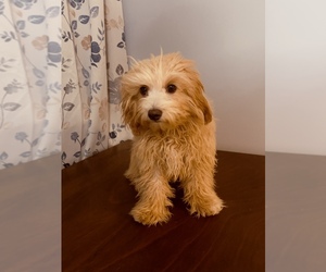 Cavapoo-Poodle (Miniature) Mix Puppy for sale in DURHAM, CT, USA