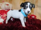 Small Photo #2 Jack-Rat Terrier-Rat Terrier Mix Puppy For Sale in HAMMOND, IN, USA