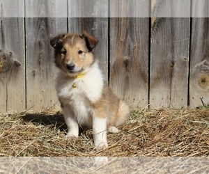 Collie Puppy for sale in KINGSPORT, TN, USA