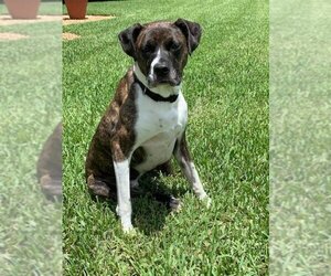 Ellie - Female Boxador Dog for Adoption - Photo #4