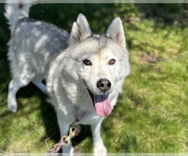 Medium Photo #2 Siberian Husky Puppy For Sale in Berkeley , CA, USA