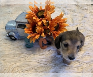 Dachshund Puppy for sale in NEW PALESTINE, IN, USA