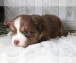 Small Photo #9 Miniature Australian Shepherd Puppy For Sale in STAFFORD, VA, USA