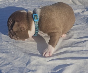 Medium Boston Terrier