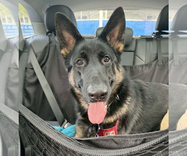 Medium Photo #3 German Shepherd Dog Puppy For Sale in Plantation, FL, USA