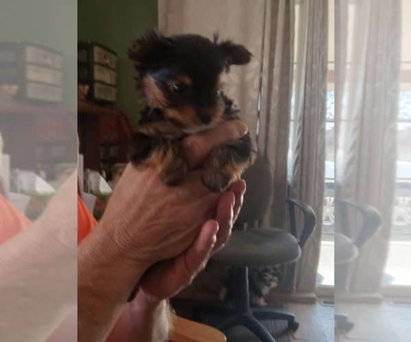 Medium Photo #2 Yorkshire Terrier Puppy For Sale in JAMAICA, IA, USA
