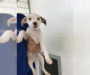 Labrador Retriever-Unknown Mix Dogs for adoption in Houston, TX, USA