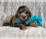 Small #12 Aussiedoodle