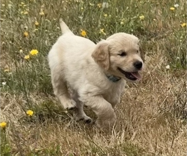 Medium Photo #1 Golden Retriever Puppy For Sale in EUGENE, OR, USA