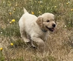 Golden Retriever Puppy for sale in EUGENE, OR, USA