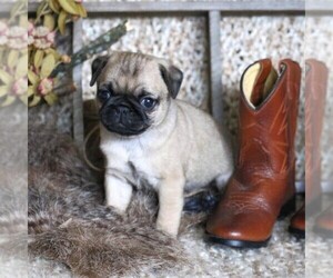 Pug Puppy for sale in FREDERICKSBRG, PA, USA