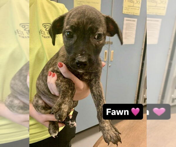 Medium Photo #5 Mutt Puppy For Sale in Brewster, NY, USA
