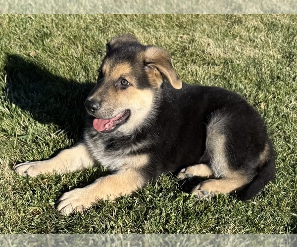 Medium Photo #3 German Shepherd Dog Puppy For Sale in BRIGHTON, CO, USA
