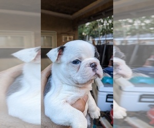 Boston Terrier Puppy for sale in SAN FERNANDO, CA, USA