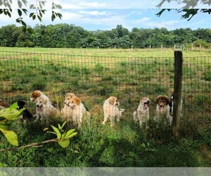 Anatolian Shepherd-Karakachan Mix Puppy for sale in Rocky Ridge, MD, USA