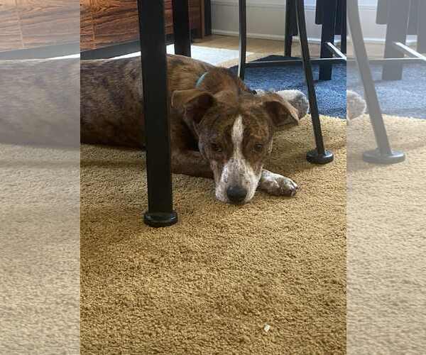 Medium Photo #3 Australian Cattle Dog-Unknown Mix Puppy For Sale in Minneapolis, MN, USA