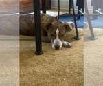 Small #2 Australian Cattle Dog Mix