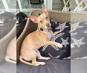Pembroke Welsh Corgi-Staffordshire Bull Terrier Mix Dogs for adoption in Springdale, PA, USA