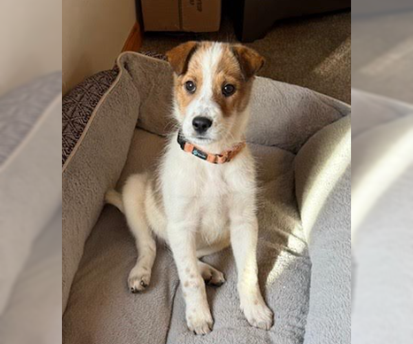 Medium Photo #1 Mutt Puppy For Sale in Brooklyn Center, MN, USA