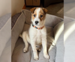 Small Mutt