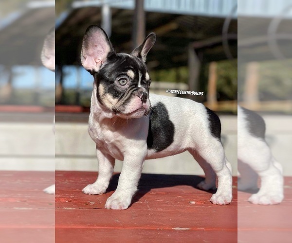 Medium Photo #3 French Bulldog Puppy For Sale in LOMPOC, CA, USA