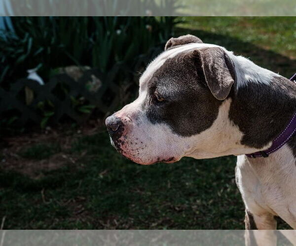 Medium Photo #3 American Pit Bull Terrier-Unknown Mix Puppy For Sale in Rustburg, VA, USA