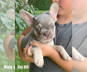 French Bulldog Puppy for Sale in BREMEN, Indiana USA