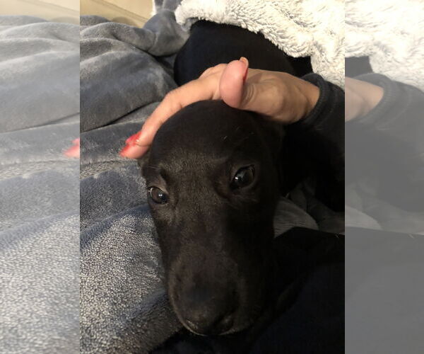 Medium Photo #15 Labrador Retriever-Unknown Mix Puppy For Sale in Holly Springs, NC, USA